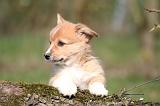 CORGI PEMBROKE 1188